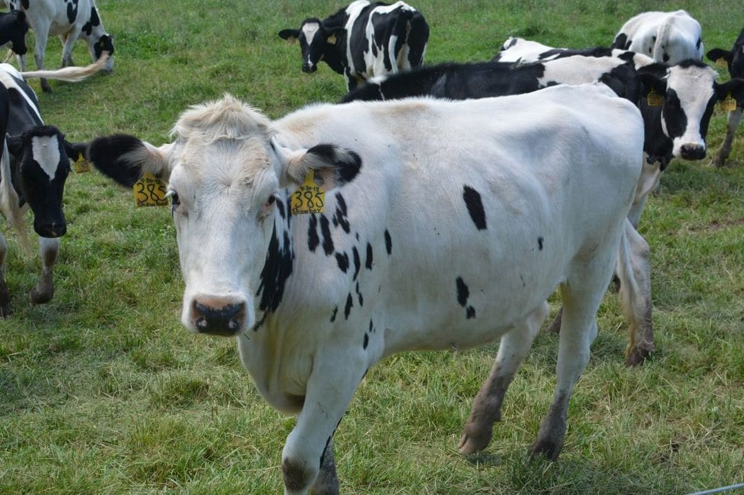Why Local Dairy Supply Matters for Communities