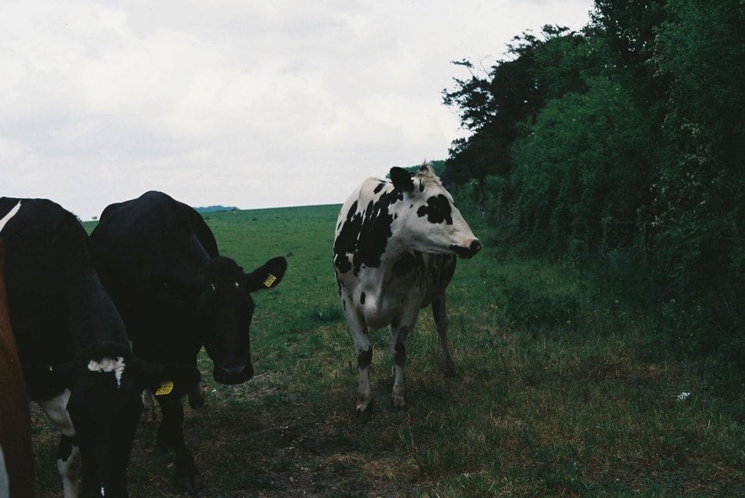 Simple Ways to Enjoy Dairy in Everyday Meals