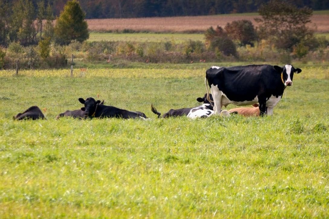Greenfields Dairy 10