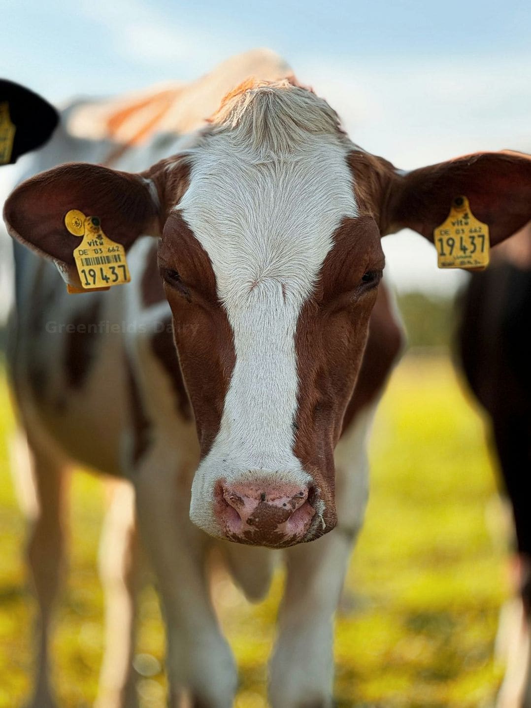 Greenfields Dairy 14