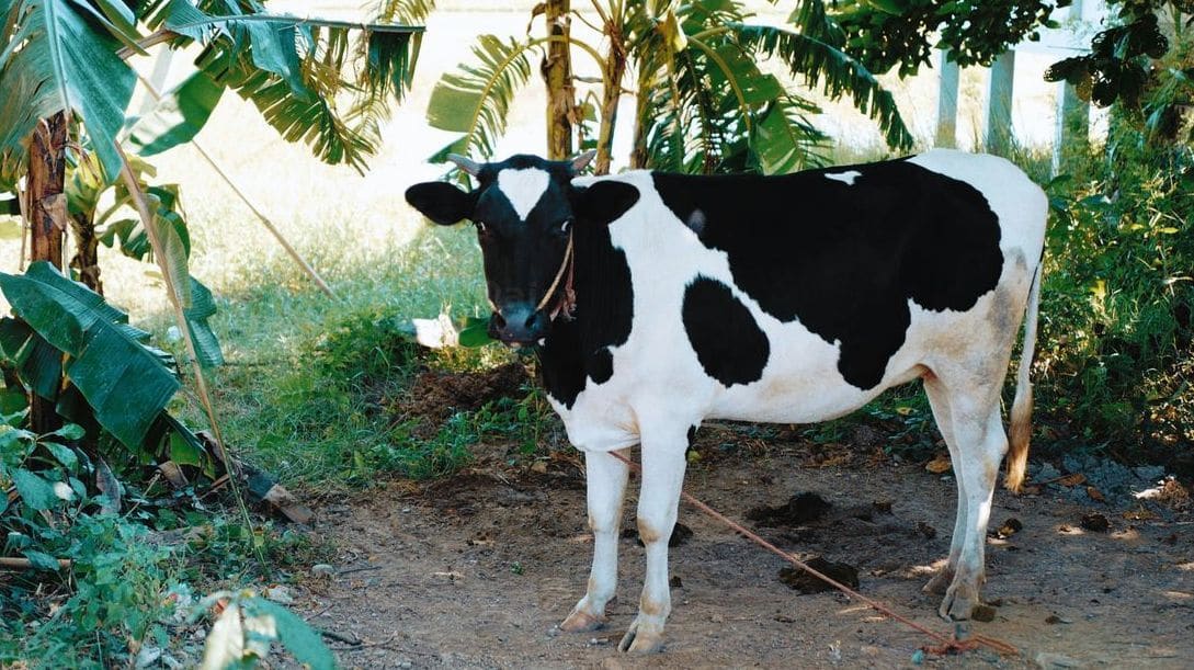 Greenfields Dairy 2
