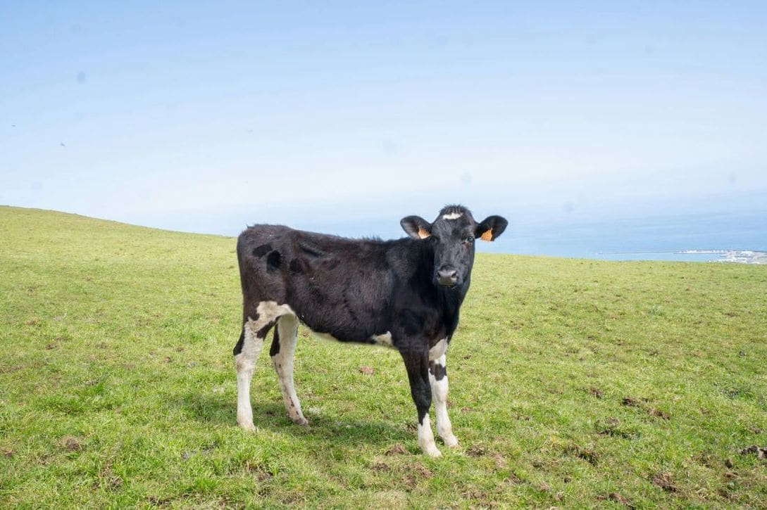 Greenfields Dairy 4