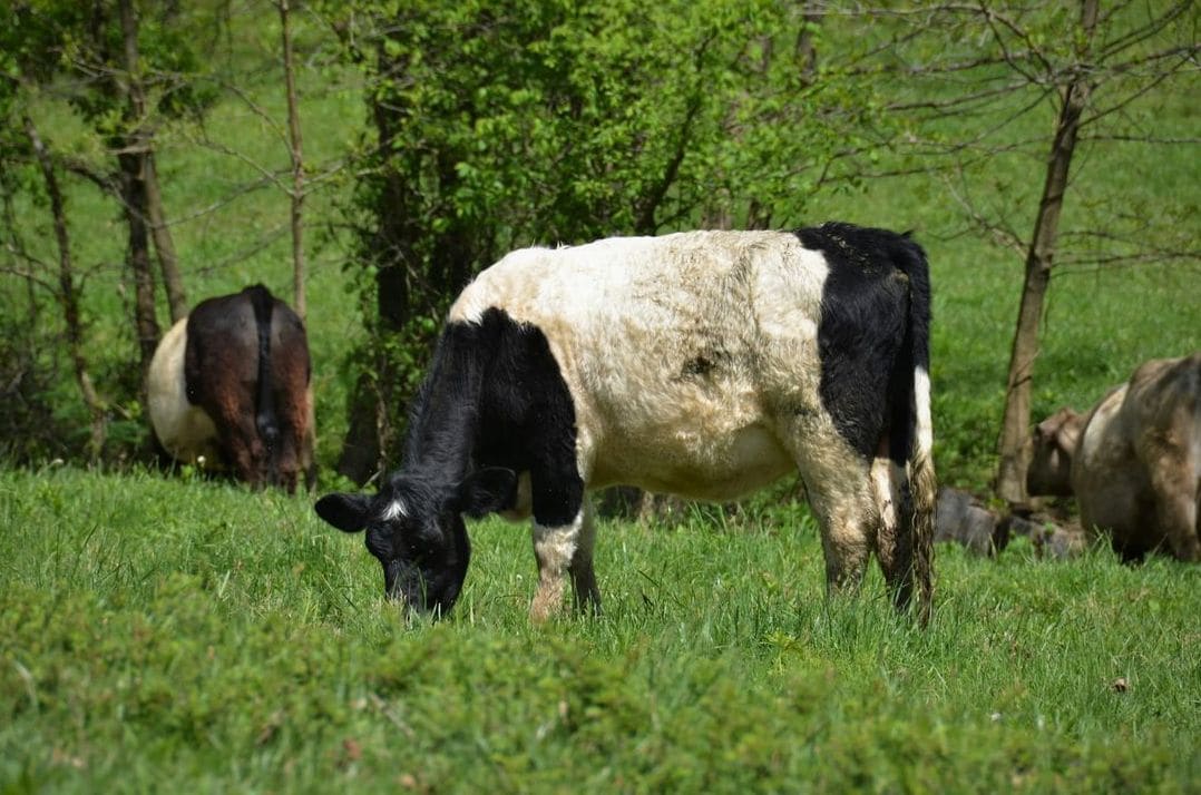 Greenfields Dairy 5