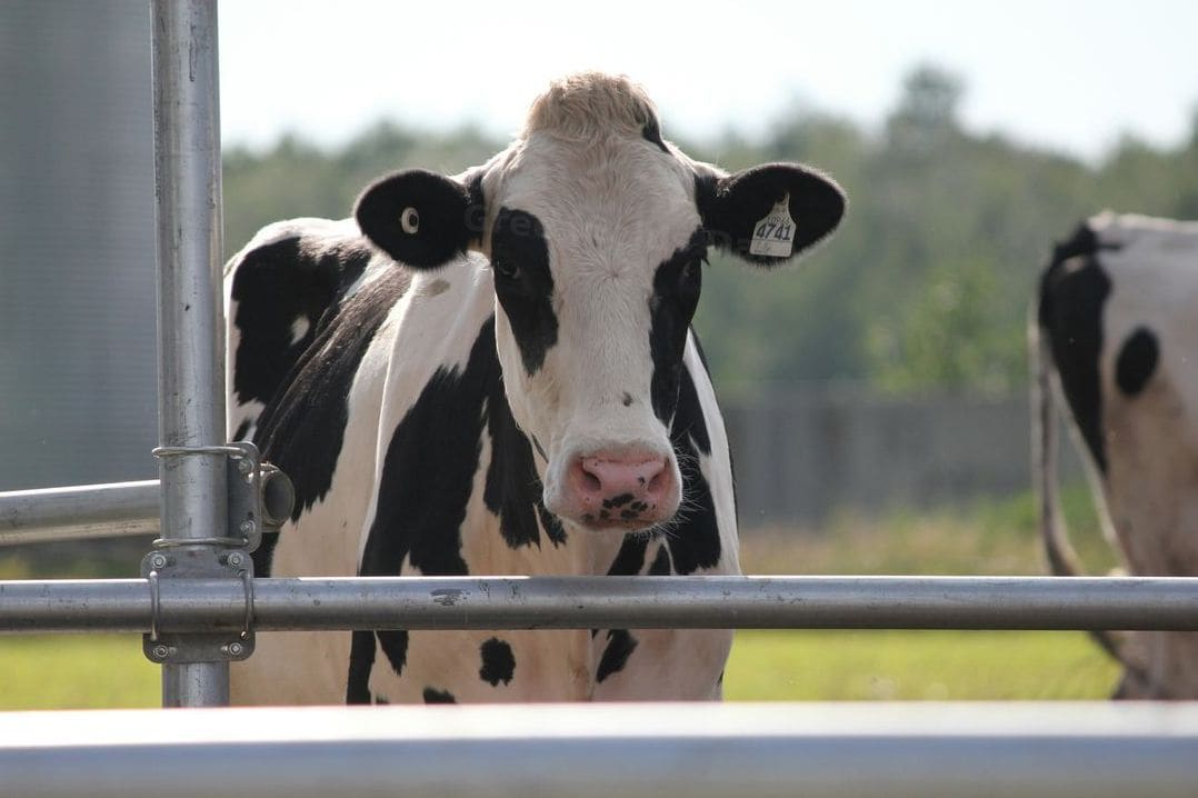 Greenfields Dairy 6