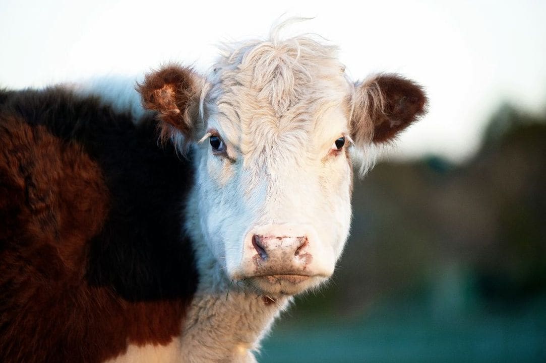 Greenfields Dairy 7