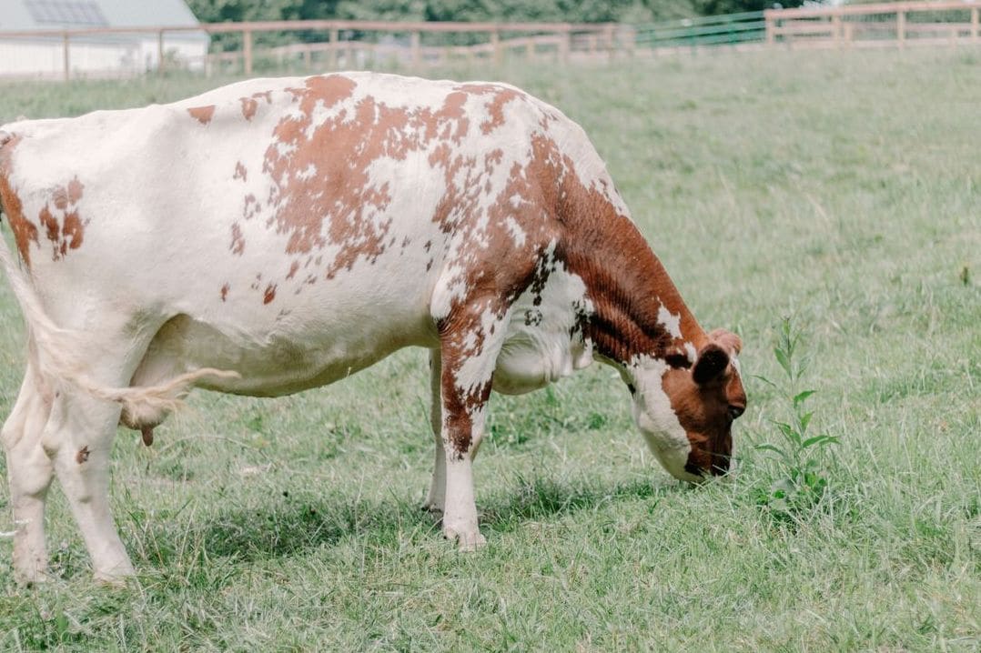 Greenfields Dairy 8