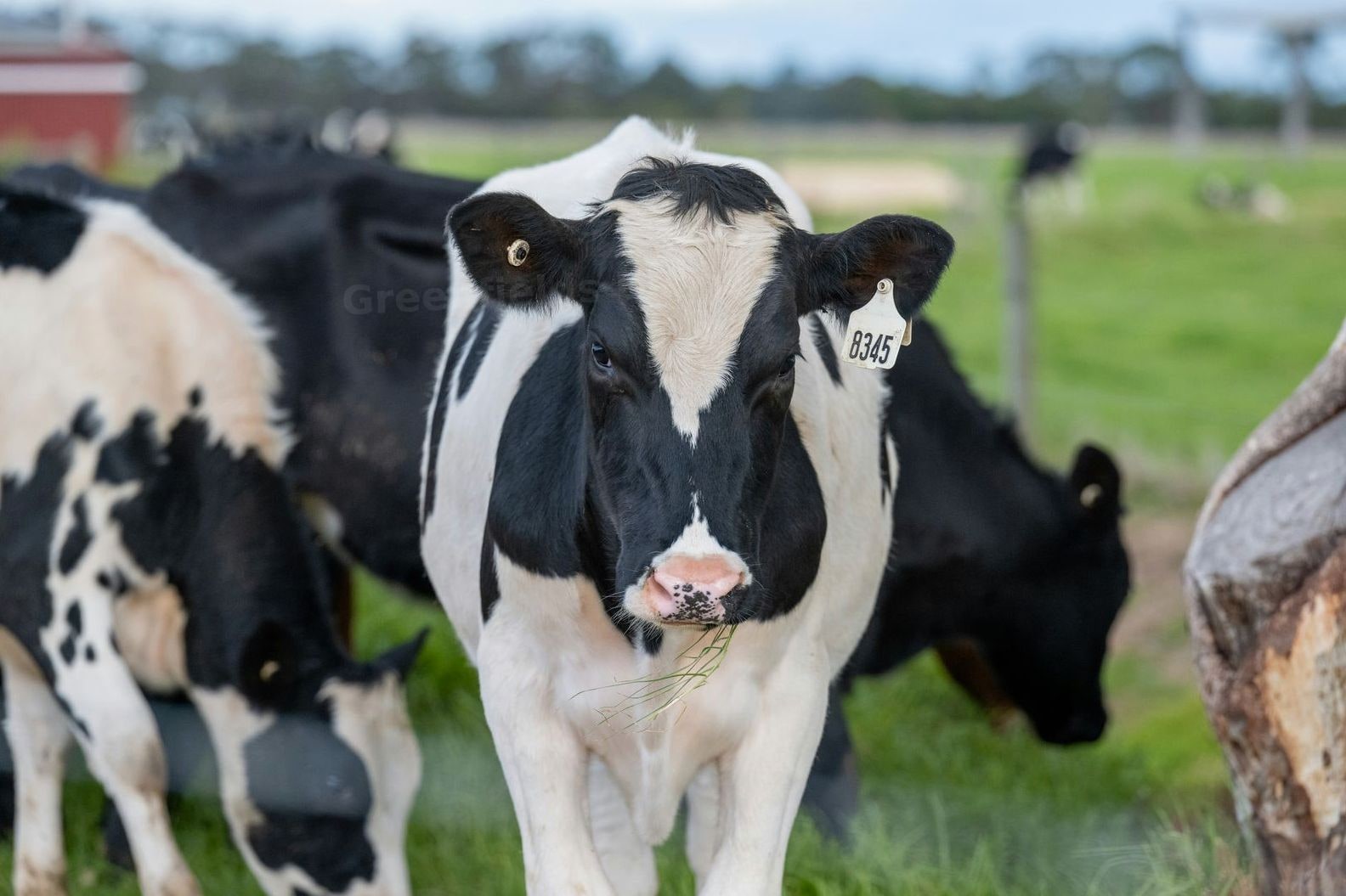 Greenfields Dairy